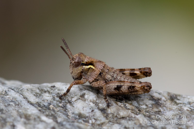 Nymphe von Bohemanella frigida im 3. Stadium - CH, GR, Muottas Muragl 20.07.2019