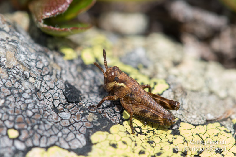 Nymphe von Bohemanella frigida im 2. Stadium - CH, GR, Muottas Muragl 20.07.2019