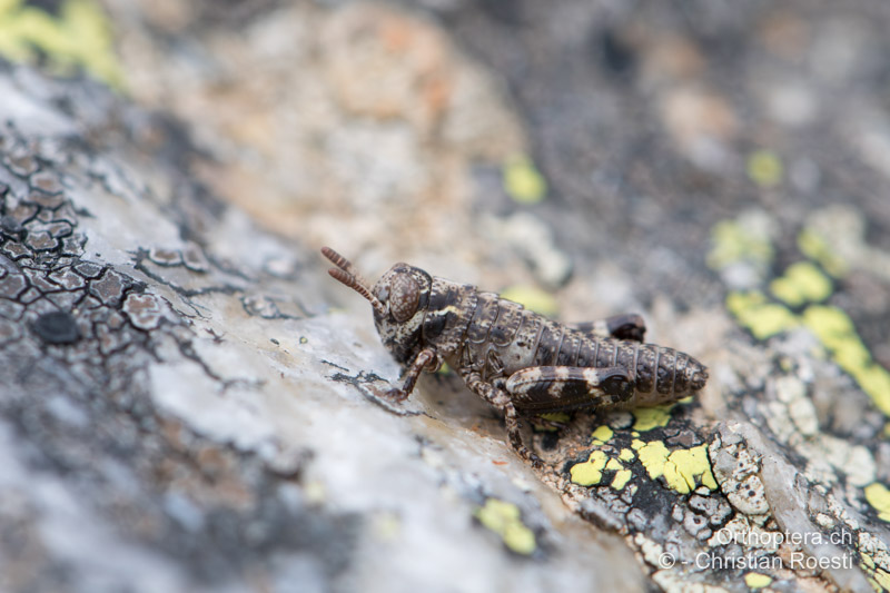 Nymphe von Bohemanella frigida im 1. Stadium - CH, GR, Muottas Muragl 20.07.2019