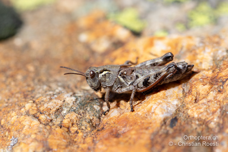 Nymphe von Bohemanella frigida ♀ im 5. und letzten Stadium - CH, BE, Sustenpass, 01.09.2021