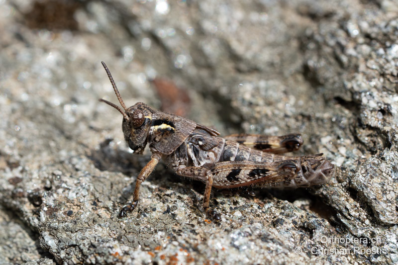 Nymphe von Bohemanella frigida ♂ im 5. und letzten Stadium - CH, TI, Nufenenpass, 16.08.2024