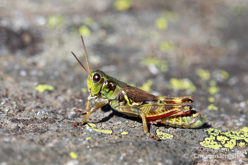 Bohemanella frigida ♂, speziell farbiges Individuum - CH, VS, Grimsel, 05.09.2023