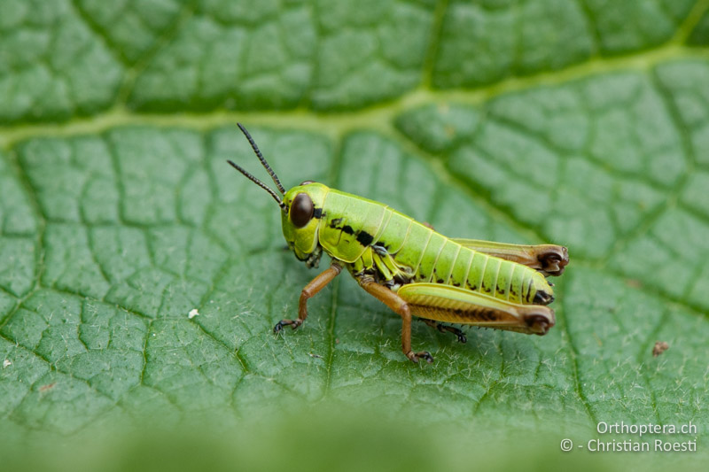 Micropodisma salamandra Larve - IT, Venetien, Schio, Mt. Summano, 22.10.2010
