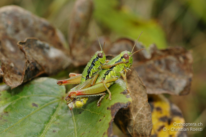Paarung von Micropodisma salamandra - IT, Venetien, Schio, Mt. Summano, 30.09.2006