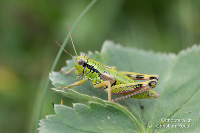 Miramella ebneri ♀ - RO, Transsilvanien, Frumoasa, Pasul Ghimeş, 15.07.2020