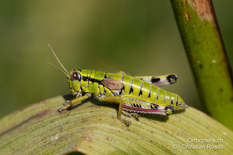 Miramella ebneri ♀ - RO, Transsilvanien, Frumoasa, Pasul Ghimeş, 10.07.2021