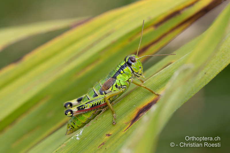 Miramella ebneri ♀ - RO, Transsilvanien, Frumoasa, Pasul Ghimeş, 11.07.2022