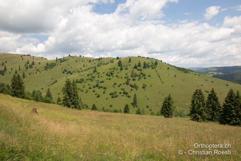 Langgrasige, krautige Bergwiese - RO, Transsilvanien, Frumoasa, Pasul Ghimeş, 15.07.2020