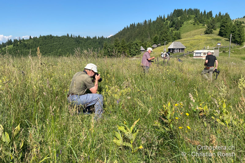 Langgrasige, krautige Bergwiese - RO, Transsilvanien, Frumoasa, Pasul Ghimeş, 10.07.2021