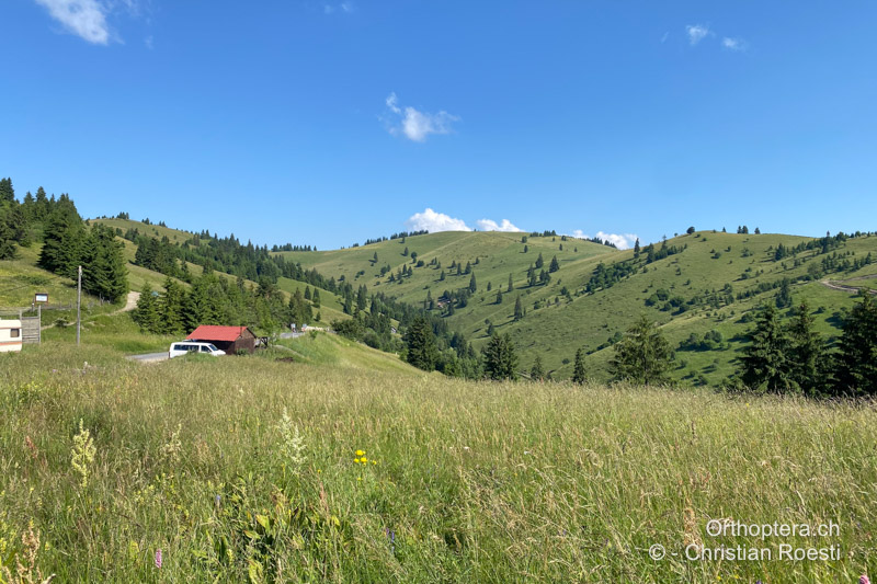 Langgrasige, krautige Bergwiese - RO, Transsilvanien, Frumoasa, Pasul Ghimeş, 10.07.2021