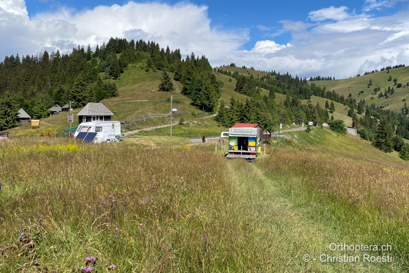 Langgrasige, krautige Bergwiese - RO, Transsilvanien, Frumoasa, Pasul Ghimeş, 11.07.2022