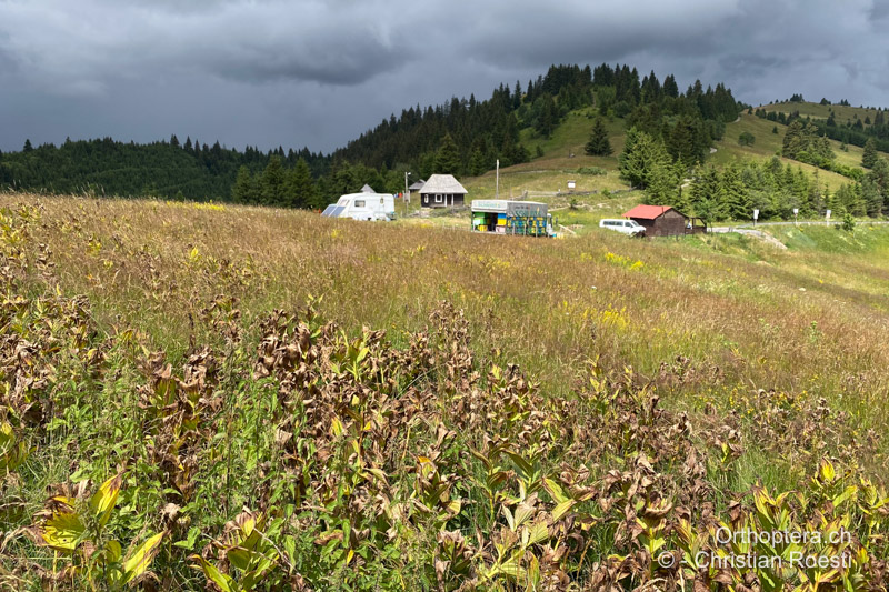 Langgrasige, krautige Bergwiese - RO, Transsilvanien, Frumoasa, Pasul Ghimeş, 11.07.2022