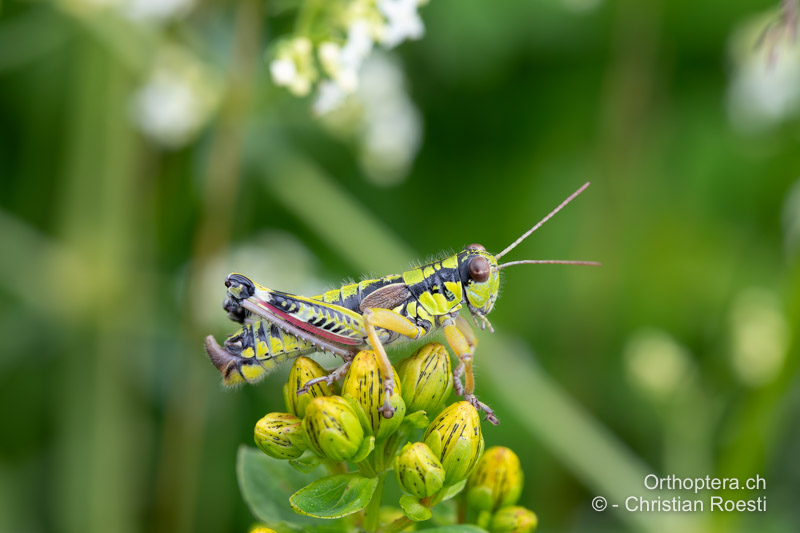 Miramella ebneri ♂. Zu beachten ist das fast übergrosse Penishäutchen (Pallium) am Hinterleibsende - RO, Transsilvanien, Frumoasa, Pasul Ghimeş, 15.07.2020