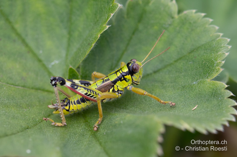 Miramella ebneri ♂. Hier ist das Penishäutchen nach unten gelegt, so dass die Penisvalven sichtbar werden - RO, Transsilvanien, Frumoasa, Pasul Ghimeş, 15.07.2020