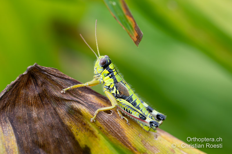 Miramella ebneri ♂ - RO, Transsilvanien, Frumoasa, Pasul Ghimeş, 15.07.2020