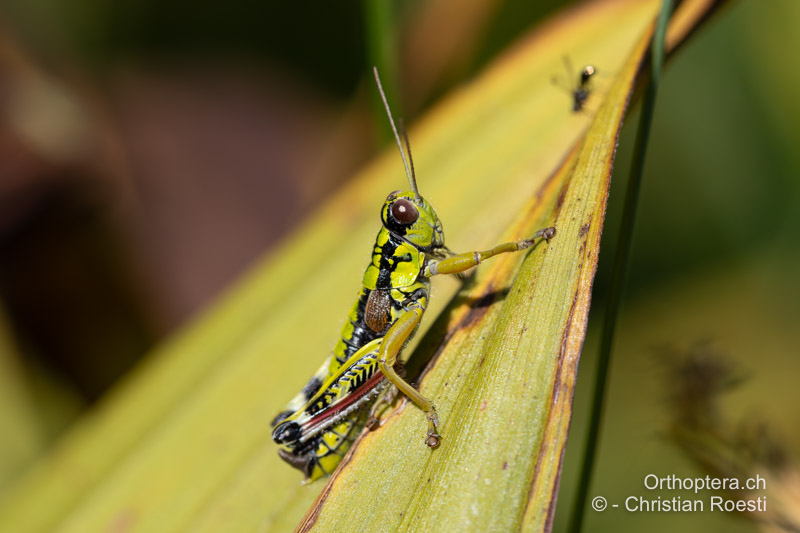 Miramella ebneri ♂ - RO, Transsilvanien, Frumoasa, Pasul Ghimeş, 10.07.2021