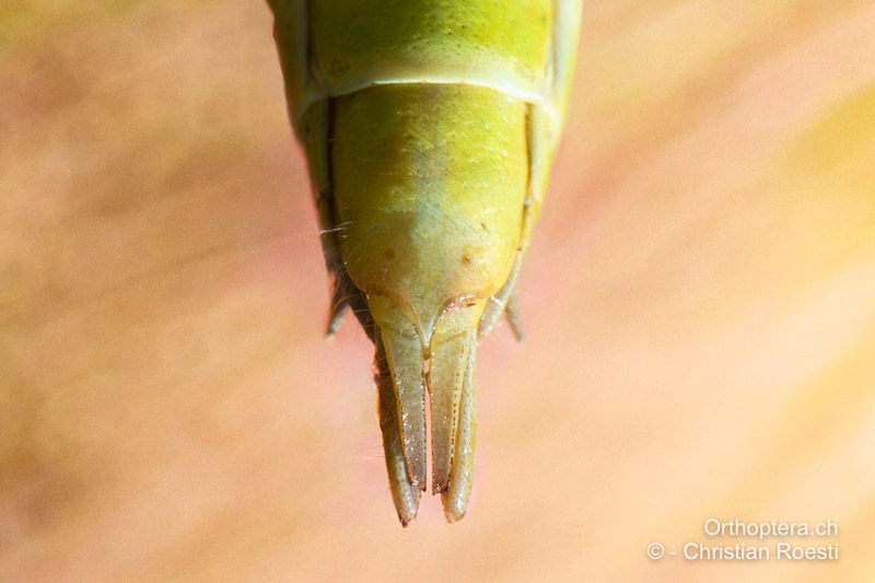 Hinterleibsende von Odontopodisma decipiens ♀ von der Seite, hier weniger stark rosarot gefärbt - BIH, Livno, 28.07.2022