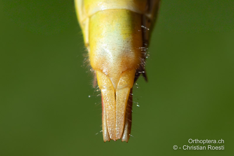 Subgenitalplatte mit Ovipositor von unten von Odontopodisma decipiens ♀. Die Platte ist einfarbig mit nur einem mittleren, dreieckig spitzen Fortsatz, der zwischen den Basisvalven verschwindet - HR, Dalmatien, Otrić, 01.08.2022