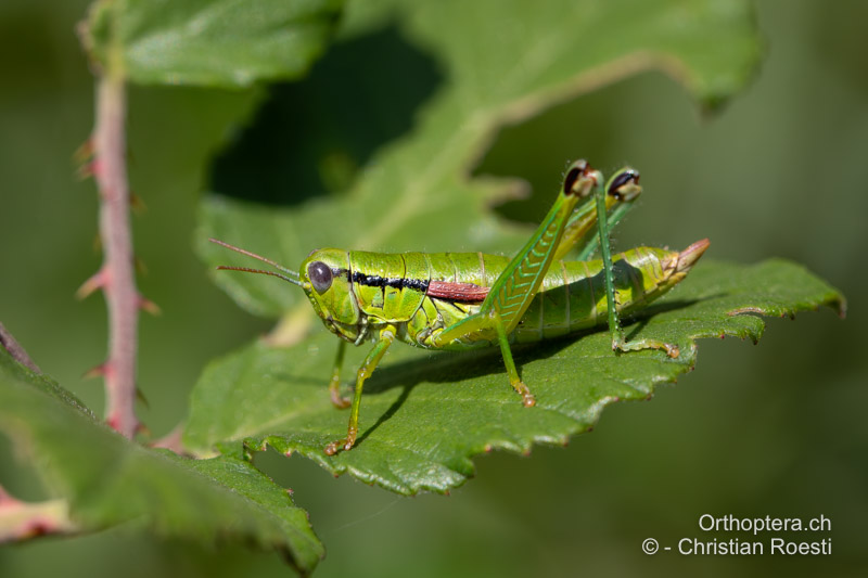 Odontopodisma decipiens ♀ - BIH, Livno, 28.07.2022