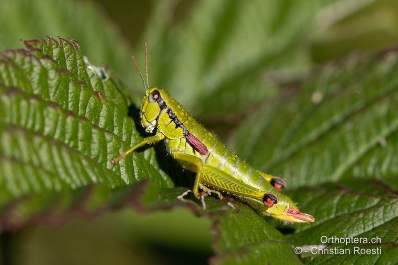 Odontopodisma decipiens ♀ - HR, Dalmatien, Otrić, 01.08.2022