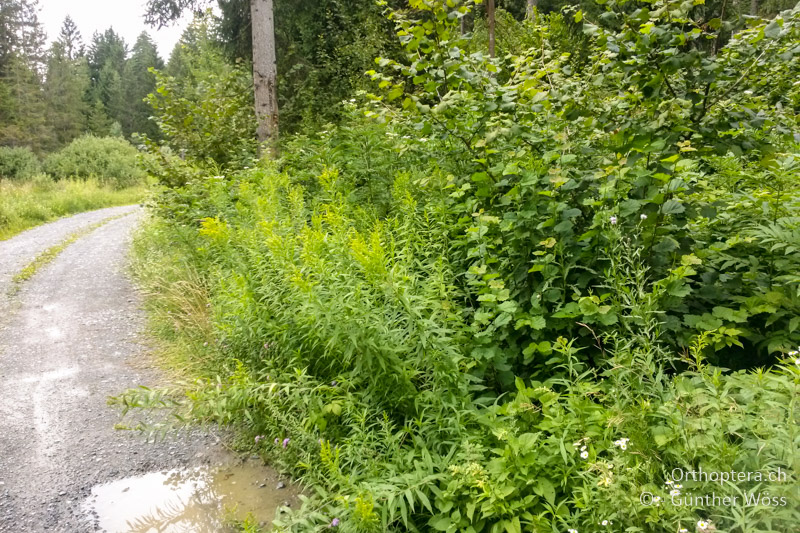 Hochstaudensaum mit Gebüschen - AT, Kärnten, Schütt, 30.07.2014