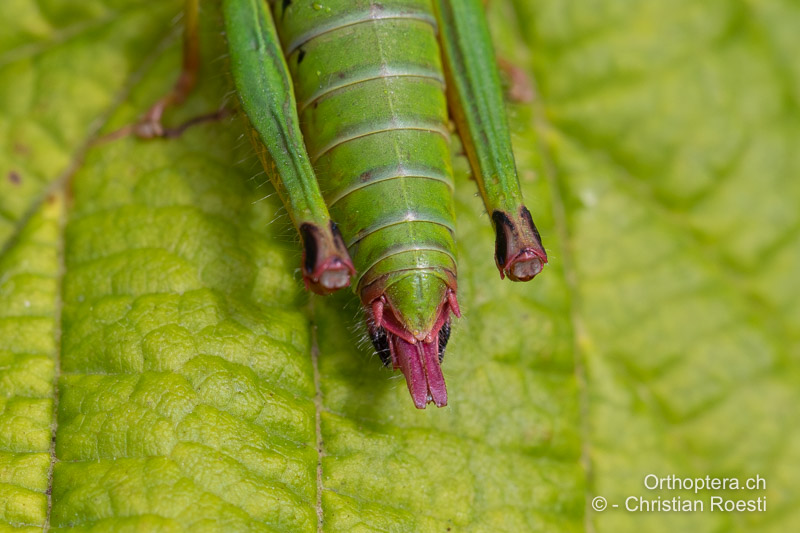 Hinterleibsende von Odontopodisma rubripes ♀ - RO, Transsilvanien, Căpâlnița, 10.07.2022