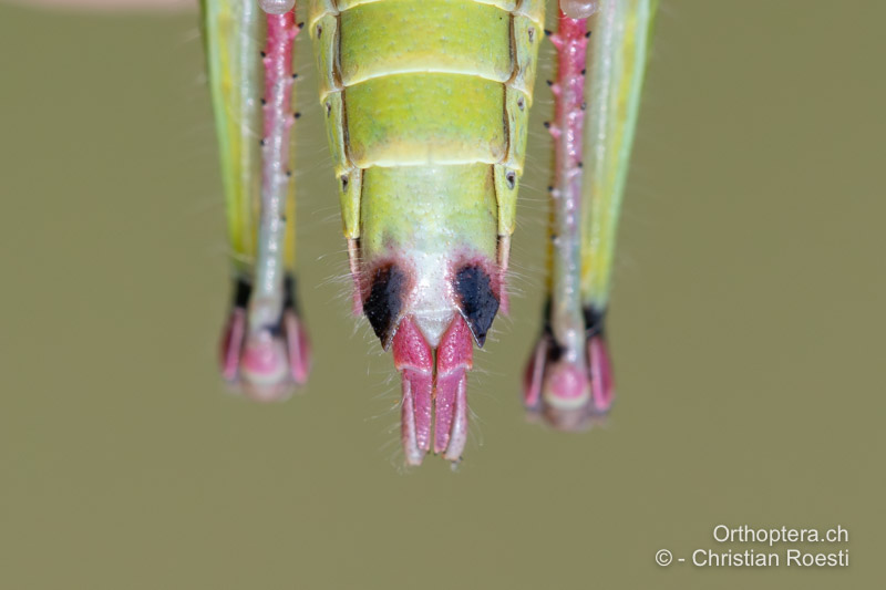 Hinterleibsende von Odontopodisma rubripes ♀ von unten betrachtet - RO, Transsilvanien, Căpâlnița, 10.07.2022