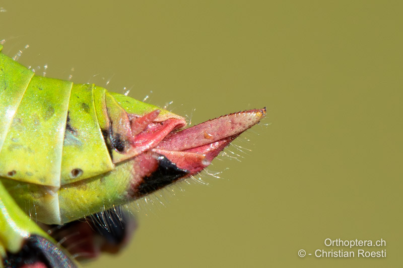 Hinterleibsende von Odontopodisma rubripes ♀ von der Seite betrachtet - RO, Transsilvanien, Căpâlnița, 10.07.2022