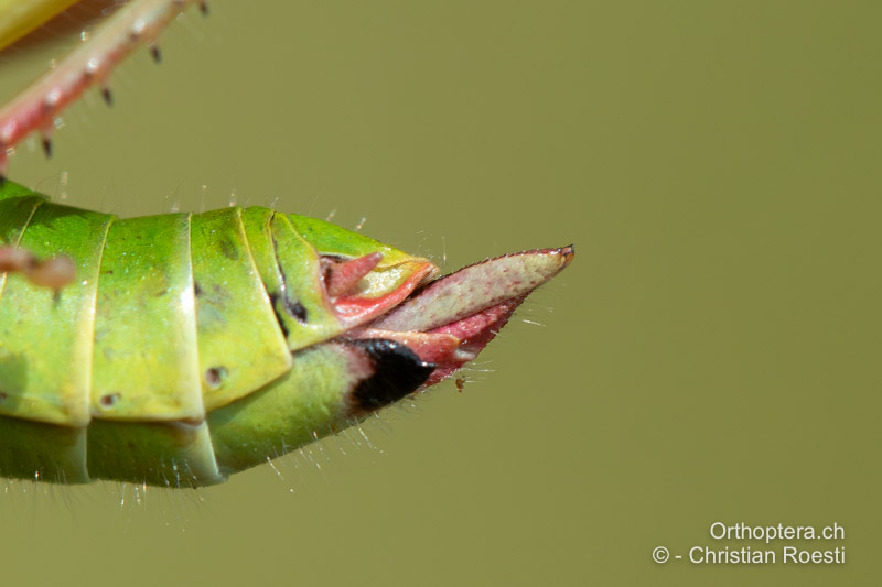 Hinterleibsende von Odontopodisma rubripes ♀ von der Seite betrachtet - RO, Transsilvanien, Căpâlnița, 10.07.2022