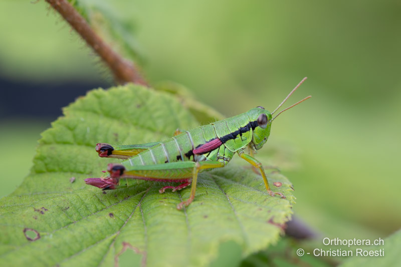 Odontopodisma rubripes ♀ - RO, Transsilvanien, Căpâlnița, 10.07.2022