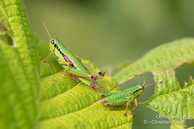 Odontopodisma rubripes ♀ mit männlicher Larve im letzten Stadium - RO, Transsilvanien, Căpâlnița, 10.07.2022
