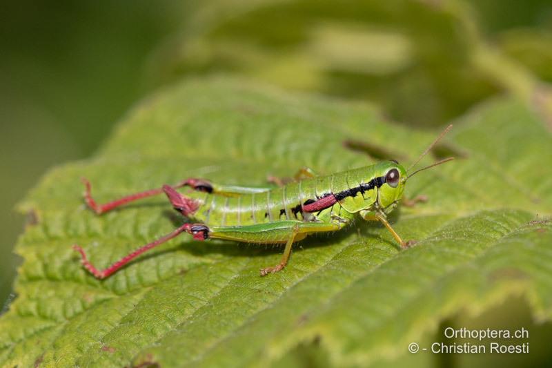 Odontopodisma rubripes ♀ mit Beinstarre. So ist die Rotfärbung gut sichtbar - RO, Transsilvanien, Căpâlnița, 10.07.2022