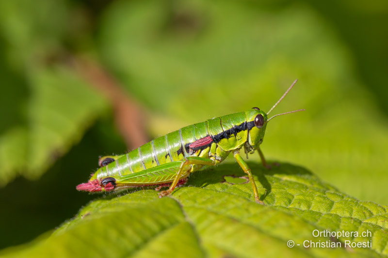 Odontopodisma rubripes ♀ - RO, Transsilvanien, Căpâlnița, 10.07.2022