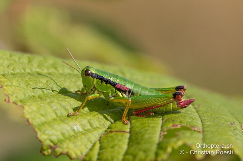 Odontopodisma rubripes ♀ - RO, Transsilvanien, Căpâlnița, 10.07.2022