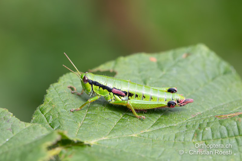 Odontopodisma rubripes ♀ - RO, Transsilvanien, Căpâlnița, 10.07.2022