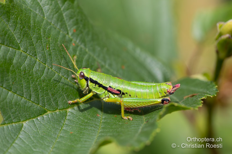 Odontopodisma rubripes ♀ - RO, Transsilvanien, Căpâlnița, 10.07.2022