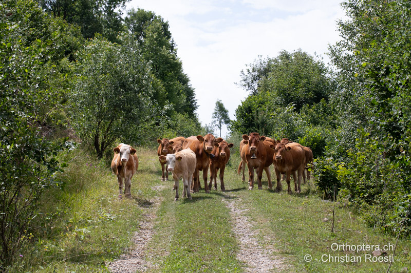 Wegrand mit Büschen - RO, Transsilvanien, Căpâlnița, 10.07.2022