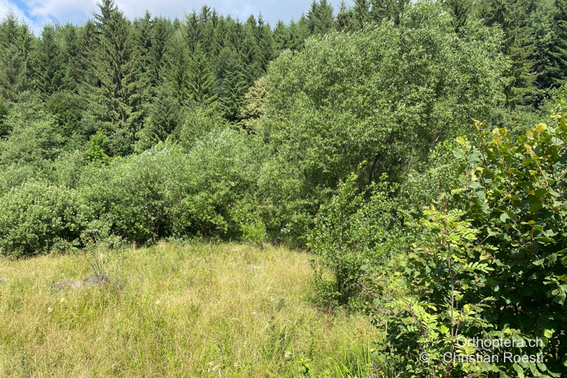 Feucht Weide mit Saumstrukturen - RO, Transsilvanien, Căpâlnița, 10.07.2022