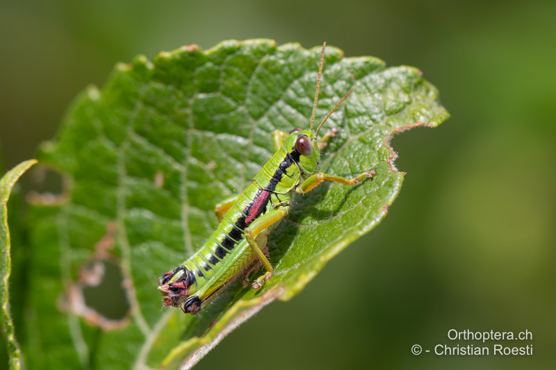 Odontopodisma rubripes ♂ - RO, Transsilvanien, Căpâlnița, 10.07.2022