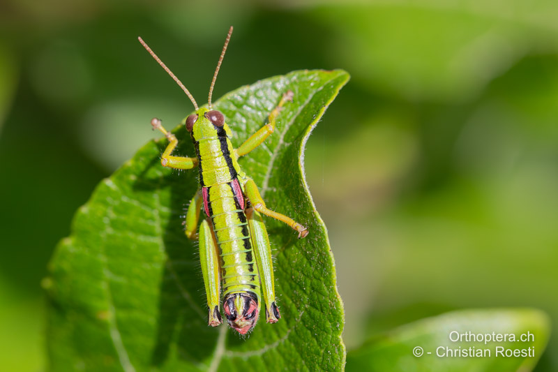 Odontopodisma rubripes ♂ - RO, Transsilvanien, Căpâlnița, 10.07.2022