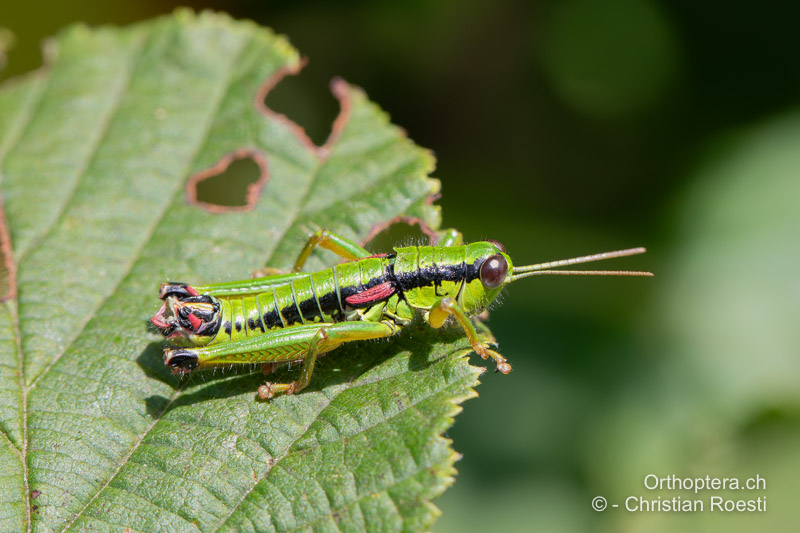 Odontopodisma rubripes ♂ - RO, Transsilvanien, Căpâlnița, 10.07.2022
