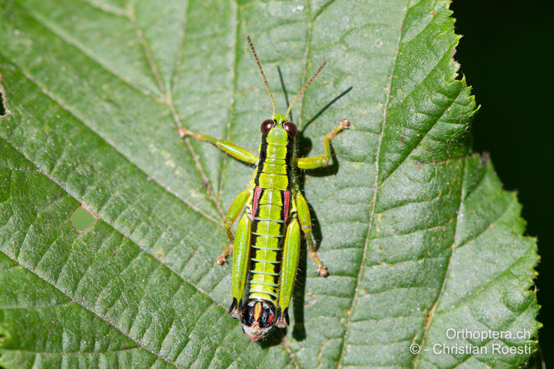 Odontopodisma rubripes ♂ - RO, Transsilvanien, Căpâlnița, 10.07.2022