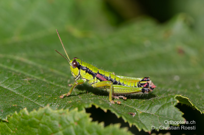 Odontopodisma rubripes ♂ - RO, Transsilvanien, Căpâlnița, 10.07.2022
