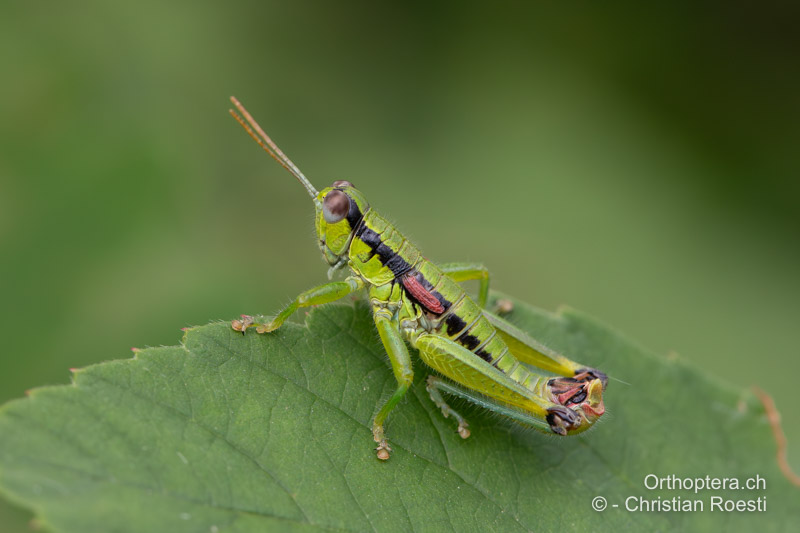 Odontopodisma schmidtii ♂. Hier sieht man gut die bläulichgrünliche Hinterschiene - IT, Friaul-Julisch Venetien, Spilimbergo, 06.08.2022