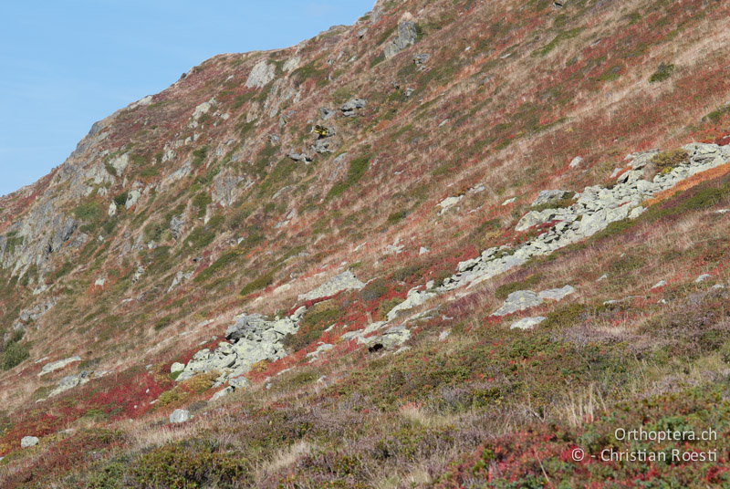 Zwergstrauchheide in den Schweizer Alpen - CH, VS, Grosser Sankt Bernhard, 22.09.2009