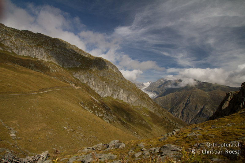 Intensive Alpweiden - CH, VS, Fiescheralp, 23.09.2012