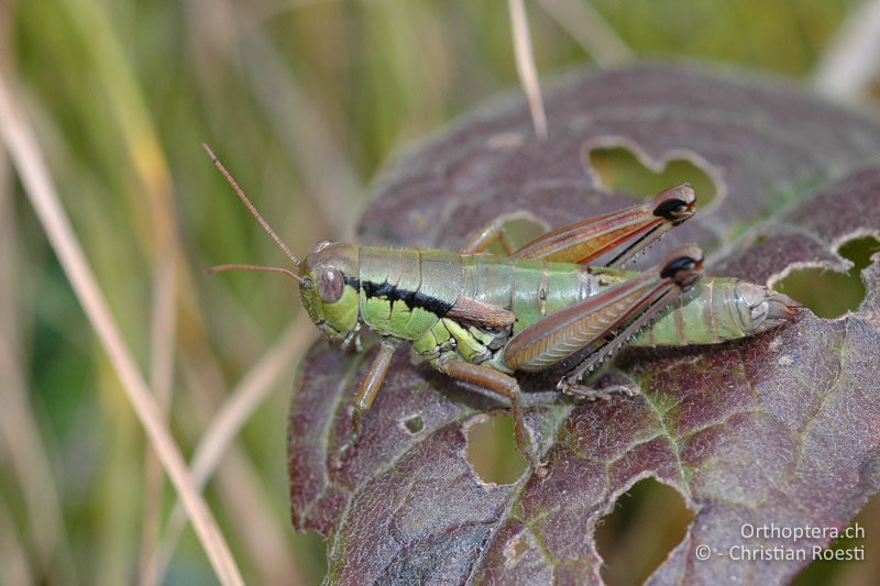 Pseudopodisma fieberi ♀ - IT, Venetien, Schio, Mt. Summano, 30.09.2006