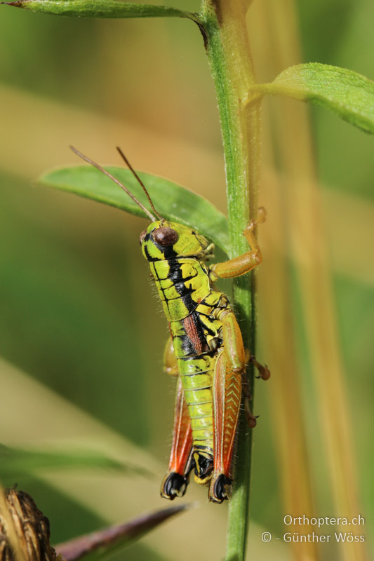 Pseudopodisma fieberi ♂ - AT, Kärnten, Bleiberg, 29.07.2014