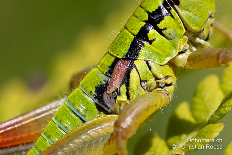 Vorderflügel und Gehörorgan, Pseudopodisma transilvanica ♂ - RO, Transsilvanien, Runc, 11.07.2020