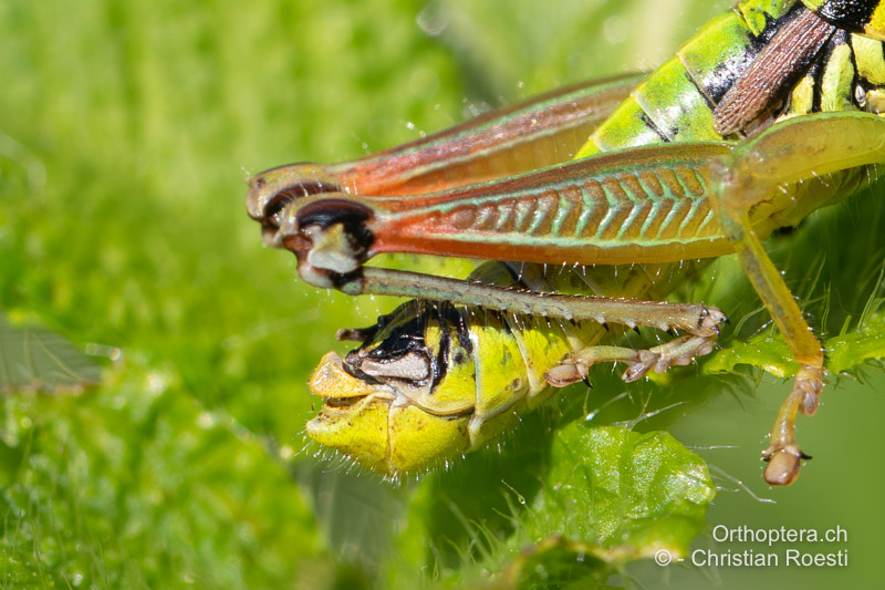 Hinterleibsende von Pseudopodisma transilvanica ♂ - RO, Transsilvanien, Runc, 11.07.2020